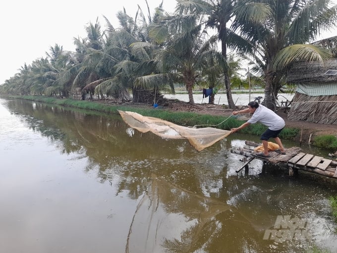 Ở huyện Trà Cú, nhiều hộ dân từ khó khăn đã vươn lên khá giả nhờ chuyển sang canh tác lúa - tôm. Ảnh: Hồ Thảo.