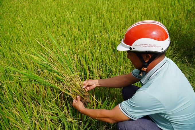 Một trong những cánh đồng lúa ở huyện Long Phú, tỉnh Sóc Trăng bị ảnh hưởng do xâm nhập mặn kéo dài nhiều ngày. Ảnh: Văn Vũ.