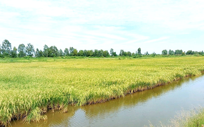 Một cánh đồng lúa đông xuân ở Long An. Ảnh: Sơn Trang.