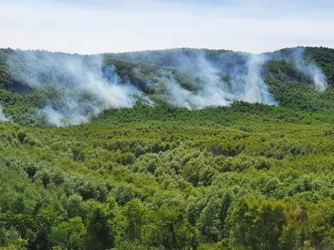 Tỉnh Quảng Ngãi có gần 160.000ha rừng có nguy cơ cháy cao. Ảnh: Lê Khánh.