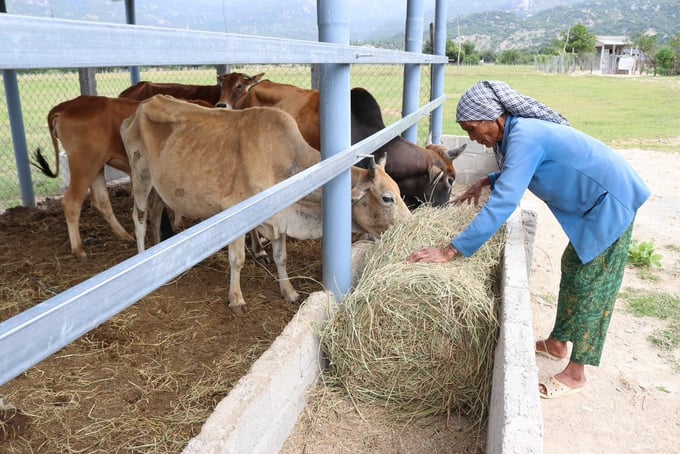 Nông dân Ninh Thuận dự trữ rơm rạ cho gia súc vào mùa khô hạn. Ảnh: Nguyễn Cơ.