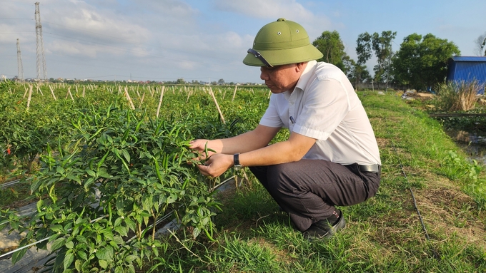 Mô hình trồng ớt ở xã An Hòa, huyện An Dương. Ảnh: Đinh Mười.