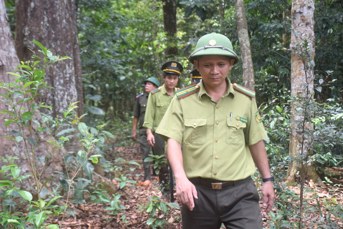 Lực lượng kiểm lâm huyện Vĩnh Thạnh (Bình Định) tuần tra rừng. Ảnh: V.Đ.T.