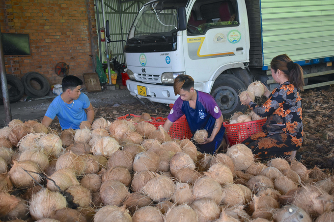 Giá dừa khô đang có xu hướng giảm, tuy nhiên vẫn cao hơn tháng trước từ 5 nghìn đồng/chục. Ảnh: Minh Đảm.