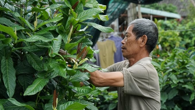 The development of camellia production in Dang Cuong Commune, An Duong District is a pilot model within the framework of the project. Photo: Dinh Muoi.