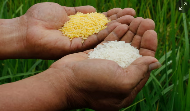 A scientists compares vitamin-A enriched Golden Rice and ordinary rice in Manila, the Philippines. Photograph: Erik de Castro/Reuters.