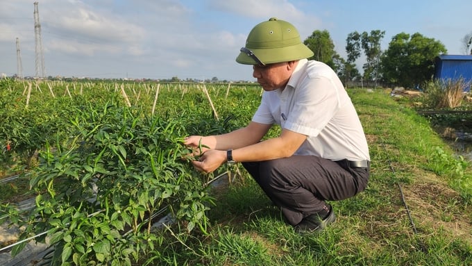 Chili production model in An Hoa Commune, An Duong District. Photo: Dinh Muoi.