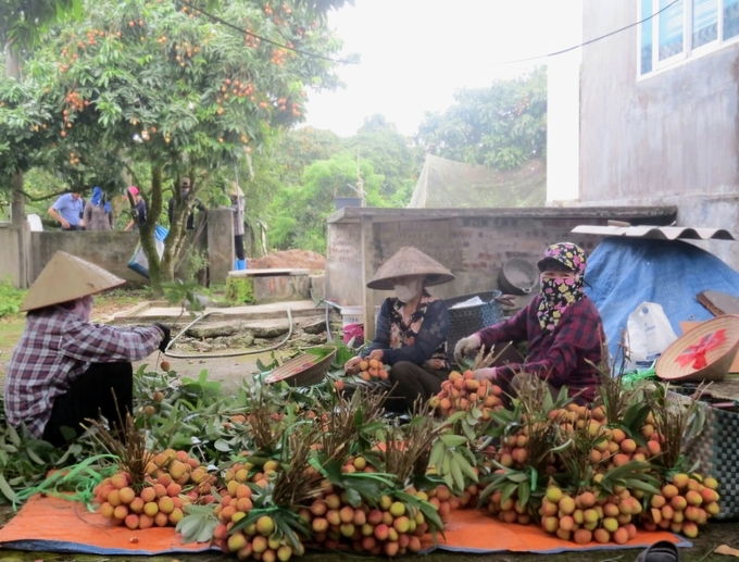 Trồng vải vẫn là kế sinh nhai của hàng trăm hộ dân ở xã Bát Trang. Ảnh: Đinh Mười.