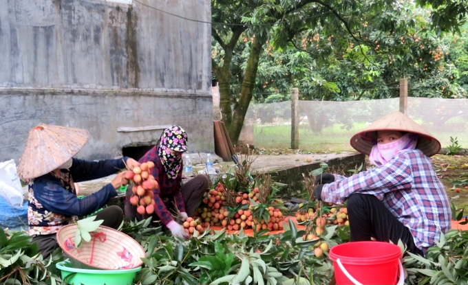 Giá vải đầu mùa rất cao nhưng lại mất mùa, sản lượng thấp, người dân nhặt nhạnh từng chút để bán cho thương lái. Ảnh: Đinh Mười.