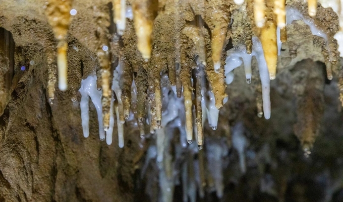 Small stalagmites are in the process of forming from the ceiling of the cave. Hoang Tao.