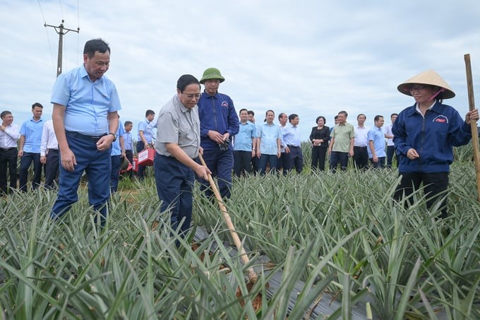 Prime Minister Pham Minh Chinh and Mr. Dinh Cao Khue went to the pineapple field to visit farmers. Photo: Tung Dinh.