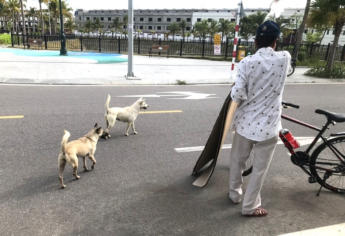 Chó thả rông không rọ mõm là mối đe dọa của người đi đường. Ảnh: V.Đ.T.