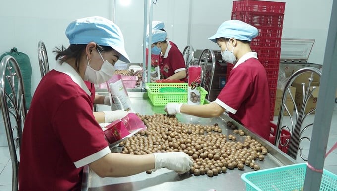 The Premium Dak Lak Macadamia Nuts product from Damaca Nguyen Phuong Joint Stock Company is exported to many countries around the world. Photo: Quang Yen.