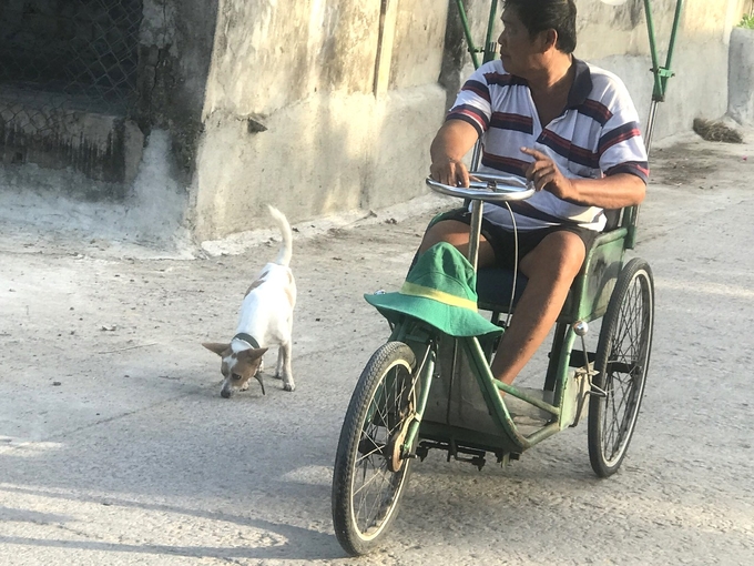 Người bị thương tật ngồi trên xe lăn thấy chó thả rông không rọ mõm cũng phải sợ. Ảnh: V.Đ.T.