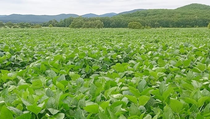 The previously abandoned and dormant lands in the Far East, after being handed over to TH Group, are growing into rich, green fields.