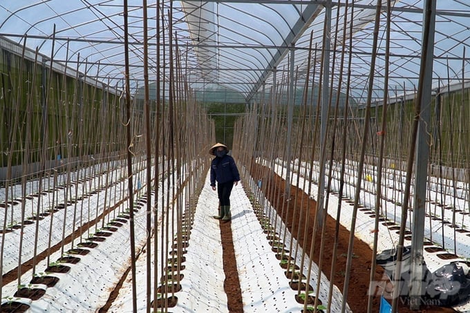 High-tech agricultural production in greenhouses sees limited application in Quang Tri; however, DFARM's model stands as a highlight in this region. Photo: Vo Dung.