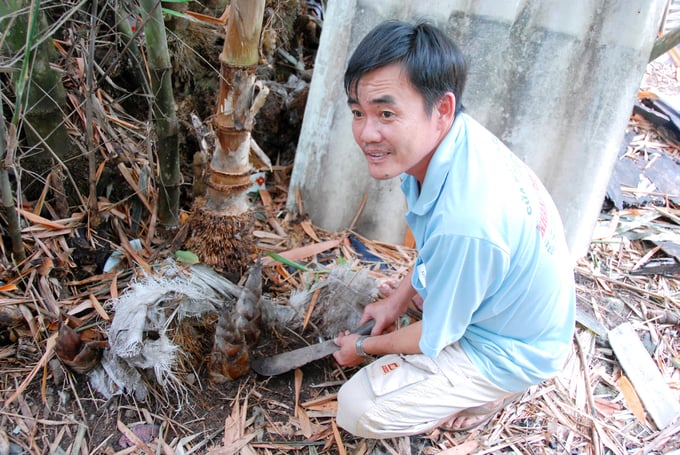Ông Ngô Văn Thảnh, ở thị trấn Ba Chúc, huyện Tri Tôn có 12ha đất rừng đã giúp cuộc sống gia đình khấm khá. Ảnh: Lê Hoàng Vũ.