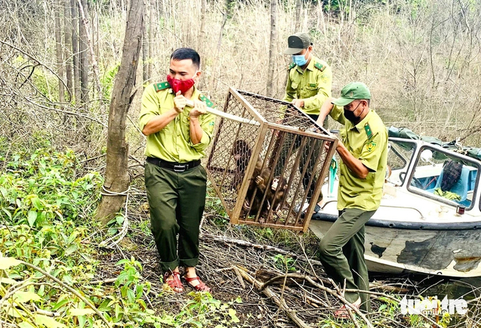 Moving monkeys to 'monkey island' to prepare for release into the wild. Photo: Le Minh.