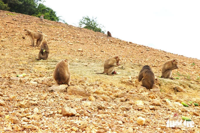 Monkeys released on the island include many species such as pig-tailed monkeys, moldy monkeys, and red-faced monkeys. Photo: Le Minh.