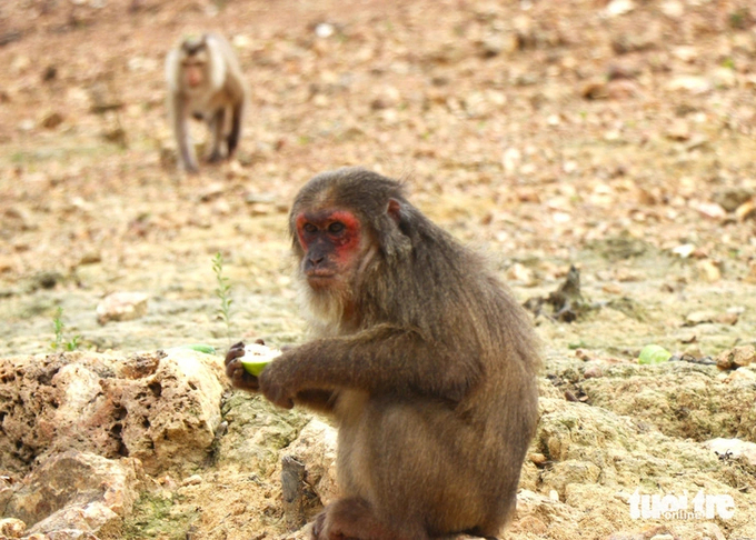 After a short time on the island, they lived in herds and adapted to the new environment quite well. Photo: Le Minh.