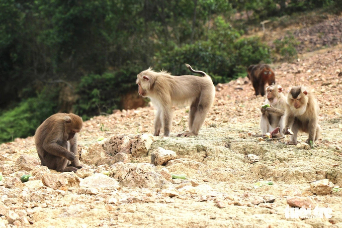 This group of monkeys was received by Vu Quang National Park from the Forest Ranger Department of Kim Mon district (Hai Duong province). After a period of monitoring and care, it was found to be suitable for survival so it was released into the natural environment. At the beginning of the reintroduction, garden staff regularly came to observe and monitor the activities of the monkeys. Photo: Le Minh.