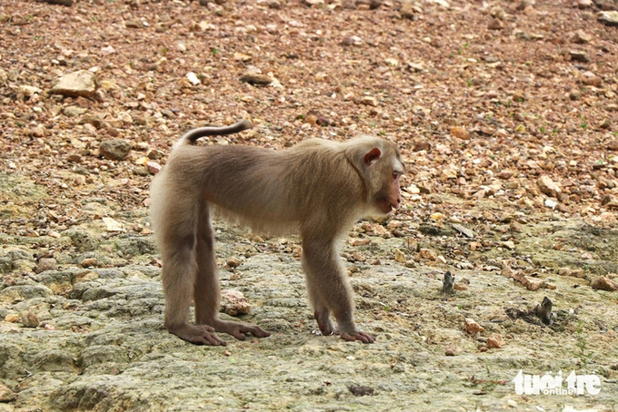 The monkeys were released back onto the island in 2 batches, with 25 monkeys belonging to group IIB. After observation and monitoring, there are currently 12 monkeys left on the island including 2 red-faced monkeys, 1 moldy monkey, 6 pig-tailed monkeys and 3 yellow monkeys. Photo: Le Minh.