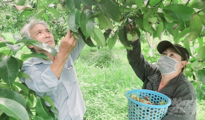 Các nhà vườn, điểm du lịch vườn ở Long Khánh tích cực chăm sóc vườn cây trái để chuẩn bị đón du khách đến tham quan, trải nghiệm tại Lễ hội trái cây Long Khánh. Ảnh: Minh Sáng.   