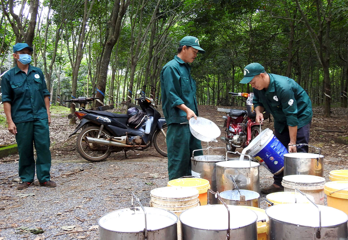 Công nhân Cao su Bà Rịa thu hoạch mủ cao su. Ảnh: Thanh Sơn.