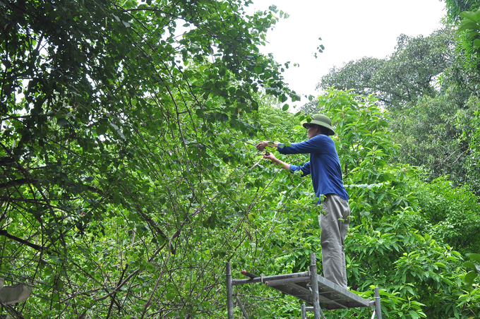 Cán bộ Phòng Bảo quản, Môi trường di tích cẩn thận cắt tỉa, chăm sóc từng gốc cây, ngọn cỏ trong Khu di tích.