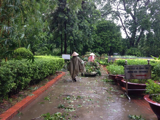 Có những trận mưa to, gió bão làm khu vực đường xoài ngập sâu, bùn đất bao trùm lên cây, hàng rào, thảm cỏ. Khi nước rút, người lao động cọ, rửa đường và thu gom từng cành cây, ngọn cỏ và khai thông cống, rãnh…