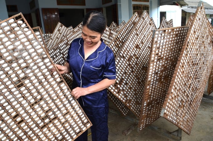 Harvesting cocoons in wooden nests. Photo: Duong Dinh Tuong.