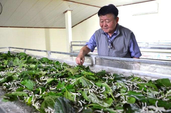 KOPIA expert Mr. Sohn KeeWook is checking silkworms raised on a shelf. Photo: Duong Dinh Tuong.