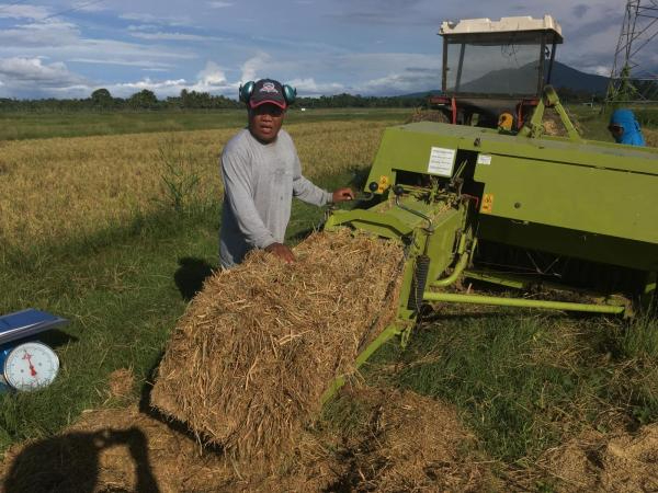 Rice straw in principle can be processed and used in agriculture for purposes such as soil improvement through carbonization and composting, in bio-energy production. Photo: IRRI. 