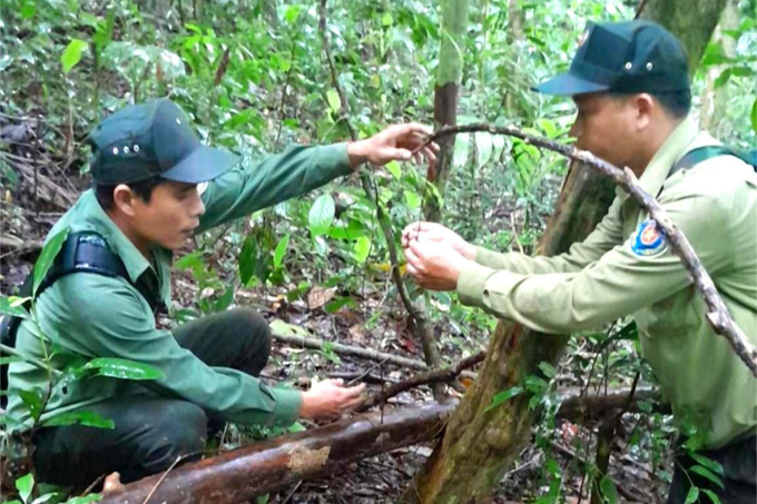 Forest guards remove animal traps during a field trip. Photo: Ngoc Oanh.