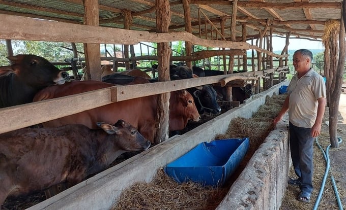 From a herd of 40 to 50 cattle, Mr. Le Van Diep chose to keep only 10 for rearing. Photo: DL.