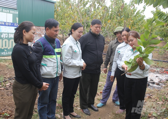 Tổ Khuyến nông cộng đồng huyện Mai Sơn hướng dẫn nông dân kỹ thuật cắt tỉa cành, chăm sóc na. Ảnh: Trung Quân.