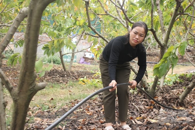 With the technical support of the community agricultural extension group, Ms Nguyen Thi Bich Hoai's family in Hamlet 32, Co Noi commune (Mai Son district) has significantly increased their income thanks to the successful winter-longan production. Photo: Trung Quan.