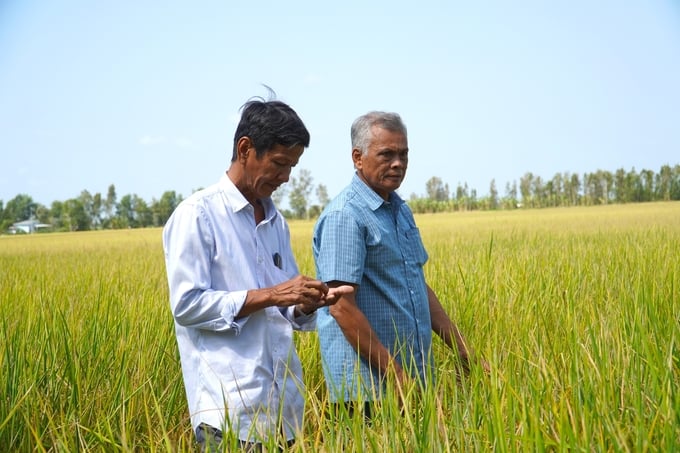 Xu hướng sản xuất lúa hữu cơ, lúa an toàn đang phát triển mạnh mẽ ở nhiều địa phương trên địa bàn tỉnh Sóc Trăng. Ảnh: Văn Vũ.