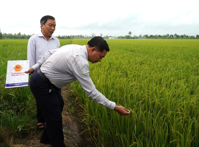 Ông Trần Văn Lâu, Chủ tịch UBND tỉnh Sóc Trăng kiểm tra thực tế tình hình sản xuất lúa trên địa bàn tỉnh trong vụ đông xuân 2023 - 2024. Ảnh: Kim Anh.