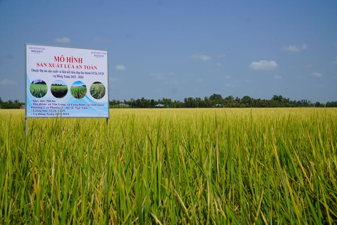 Một trong những cánh đồng sản xuất lúa an toàn, theo hướng hữu cơ trên địa bàn thị xã Ngã Năm, tỉnh Sóc Trăng trong vụ đông xuân 2023  - 2024. Ảnh: Văn Vũ.