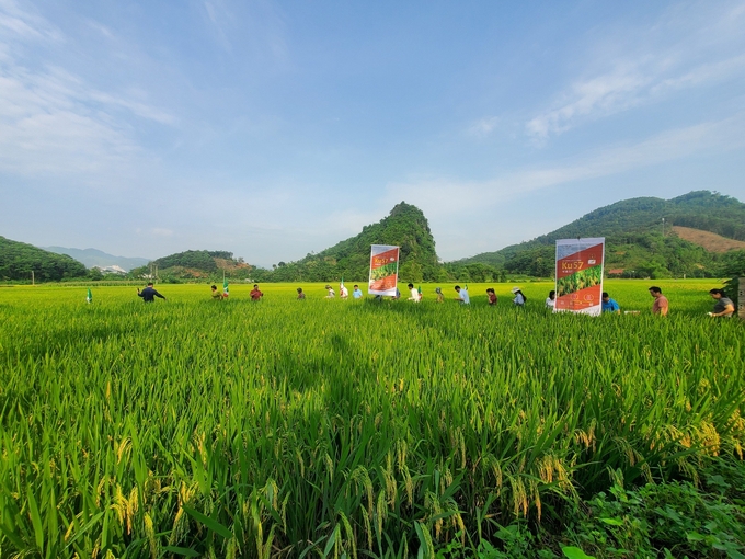 Đại biểu tham quan mô hình sản xuất giống lúa lai KU57 tại xã Minh Xuân, huyện Lục Yên, tỉnh Yên Bái. Ảnh: Đăng Hùng.