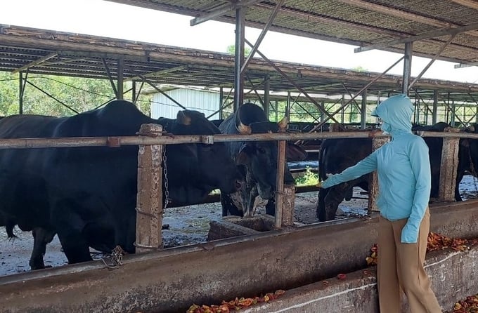 Agricultural officials from Dak Djrang commune inspecting a beef cattle herd at a local farm. Photo: Dang Lam.