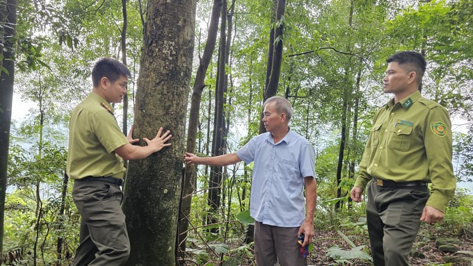 Cán bộ kiểm lâm huyện Bảo Thắng (Lào Cai) hướng dẫn ông Nguyễn Văn Tuynh cách khai thác hiệu quả rừng trồng. Ảnh: H.D.