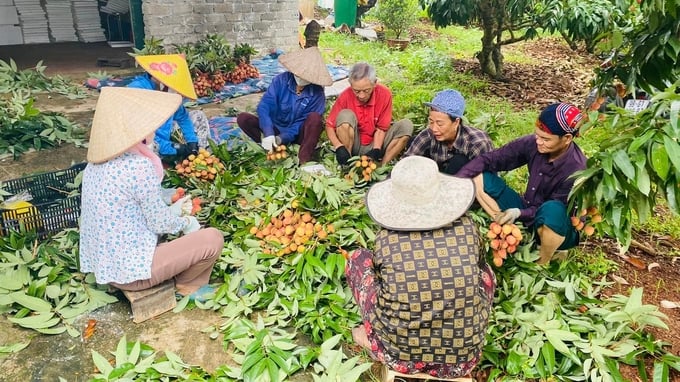 Người dân phấn khởi thu hoạch vải sớm tại huyện Tân Yên, Bắc Giang. nong duoc viet nam