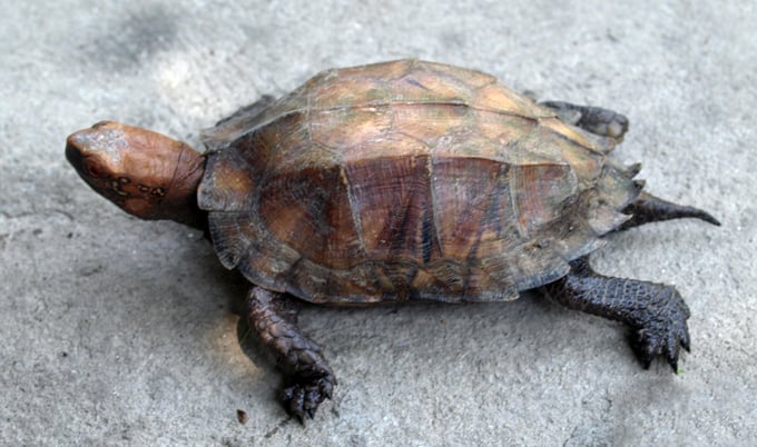 Mantis turtle. Photo: Vietnam Forest Creatures.