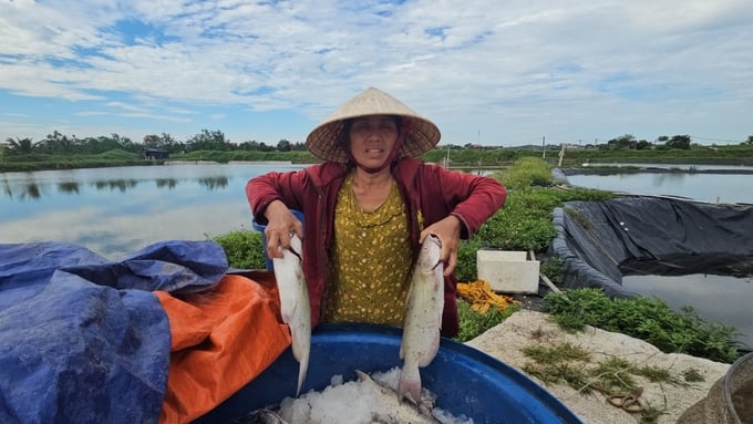 Người dân đã 'giải cứu' 4 tấn cá cho gia đình ông Vũ Văn Phòng.