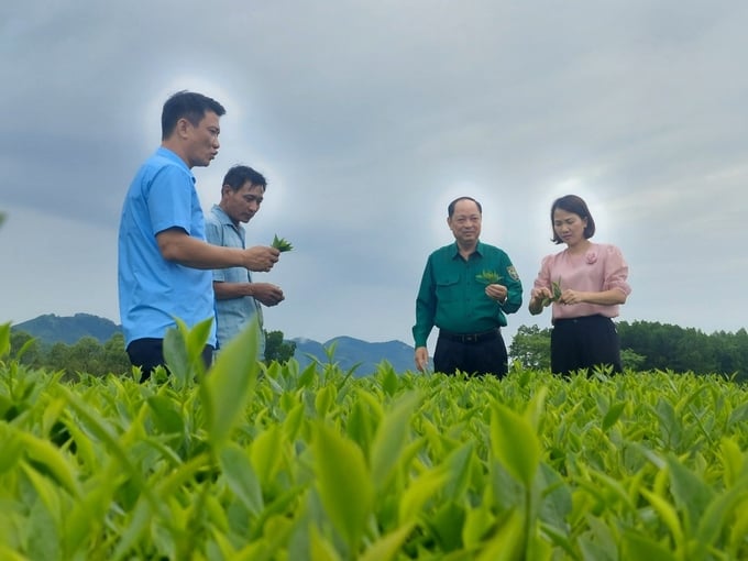 Phú Thọ phấn đấu đến năm 2025 có khoảng 2% diện tích cây trồng chủ lực sản xuất theo tiêu chuẩn hữu cơ. Ảnh: Hoàng Anh.