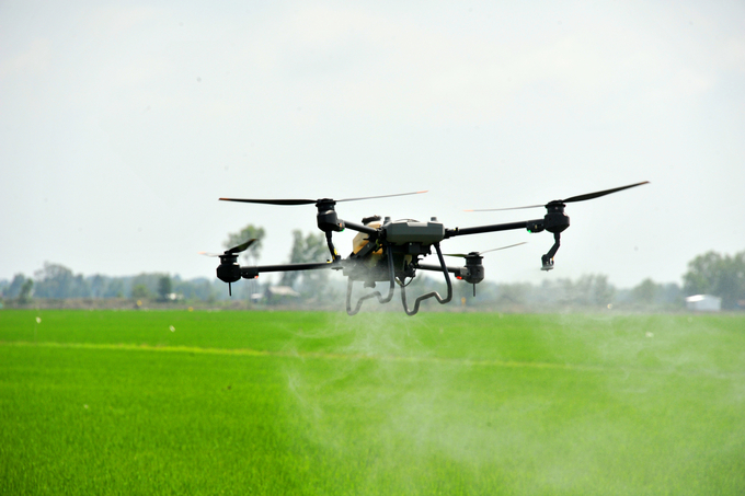 At least 20% of the province's rice production area must utilize unmanned aerial vehicles (drones) for pesticide spraying. Photo: Le Hoang Vu.