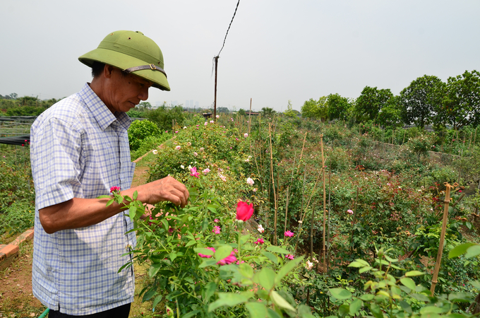 Ông Nguyễn Văn Toàn chỉ dám trồng các loại cây hoa ngắn ngày. Ảnh: Dương Đình Tường.