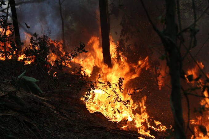 Năm 2024, nhiều đợt nắng nóng gay gắt được dự báo sẽ kéo theo nguy cơ cao xảy ra cháy rừng. Ảnh: PH.